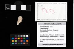 Foto (Objekt + Etikett) von Cyclothyreus sp.  (NHMW-GEO-2014-0194-0653)